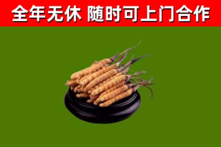 伊春市烟酒回收冬虫夏草.jpg